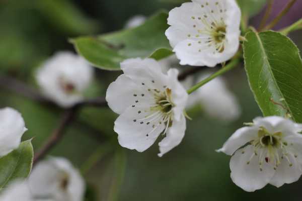  - Essential Oils